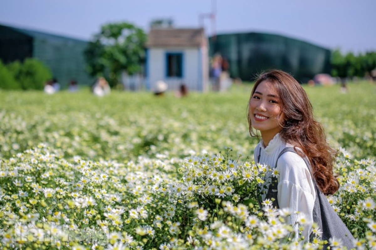 Residents of Hanoi enjoy heading to Nhat Tan or Long Bien flower gardens this time of the year in order to take photos with Cuc hoa mi, with entrance tickets usually costing between VND30,000 and VND70,000 each.