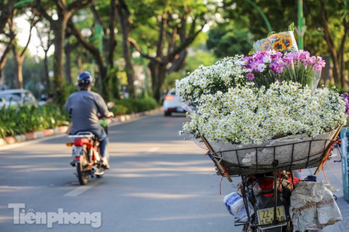 Cuc hoa mi are notable for their charming white petals that can be seen on most corners in the city.