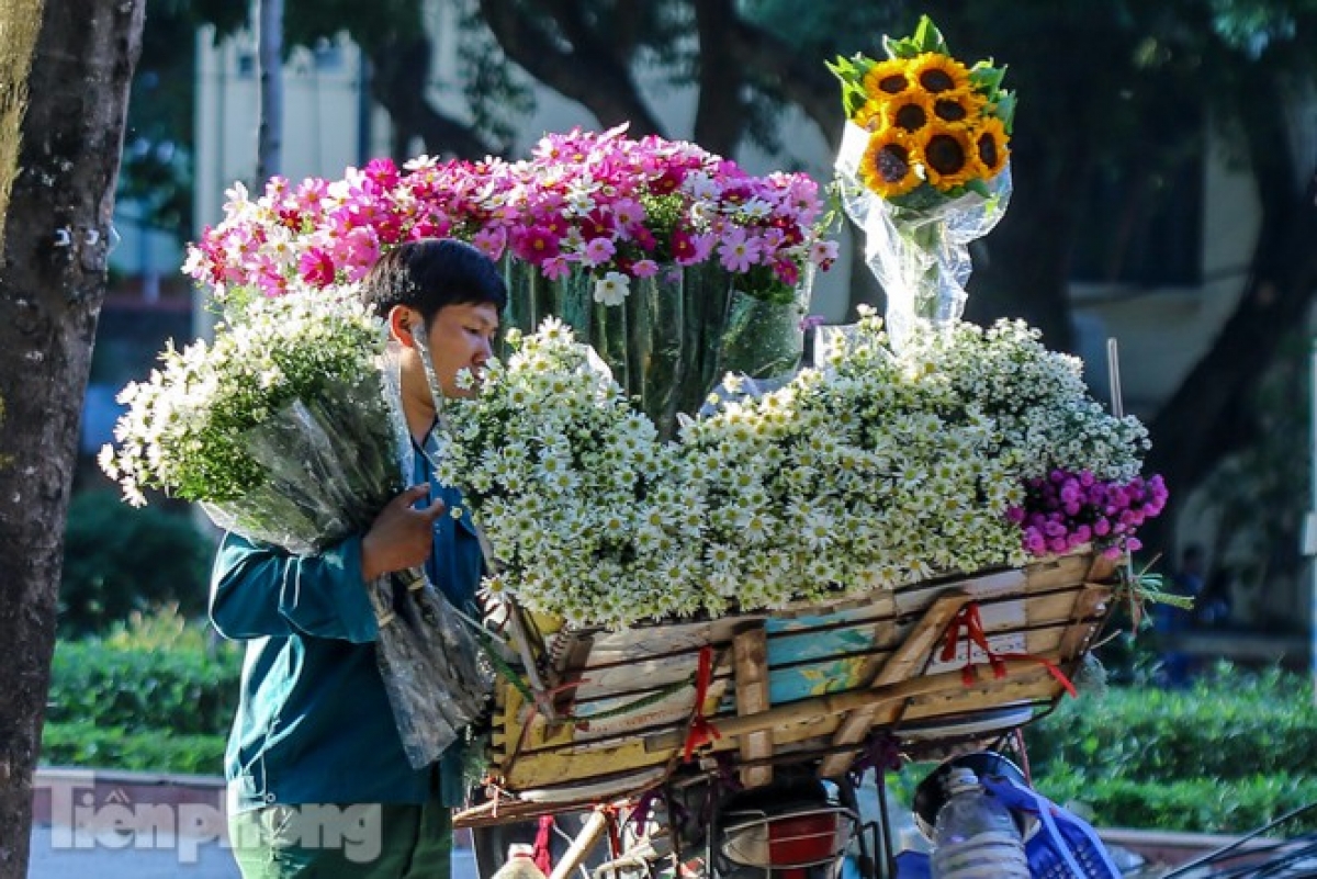 The flowers typically enter full bloom in November, signaling the beginning of winter.