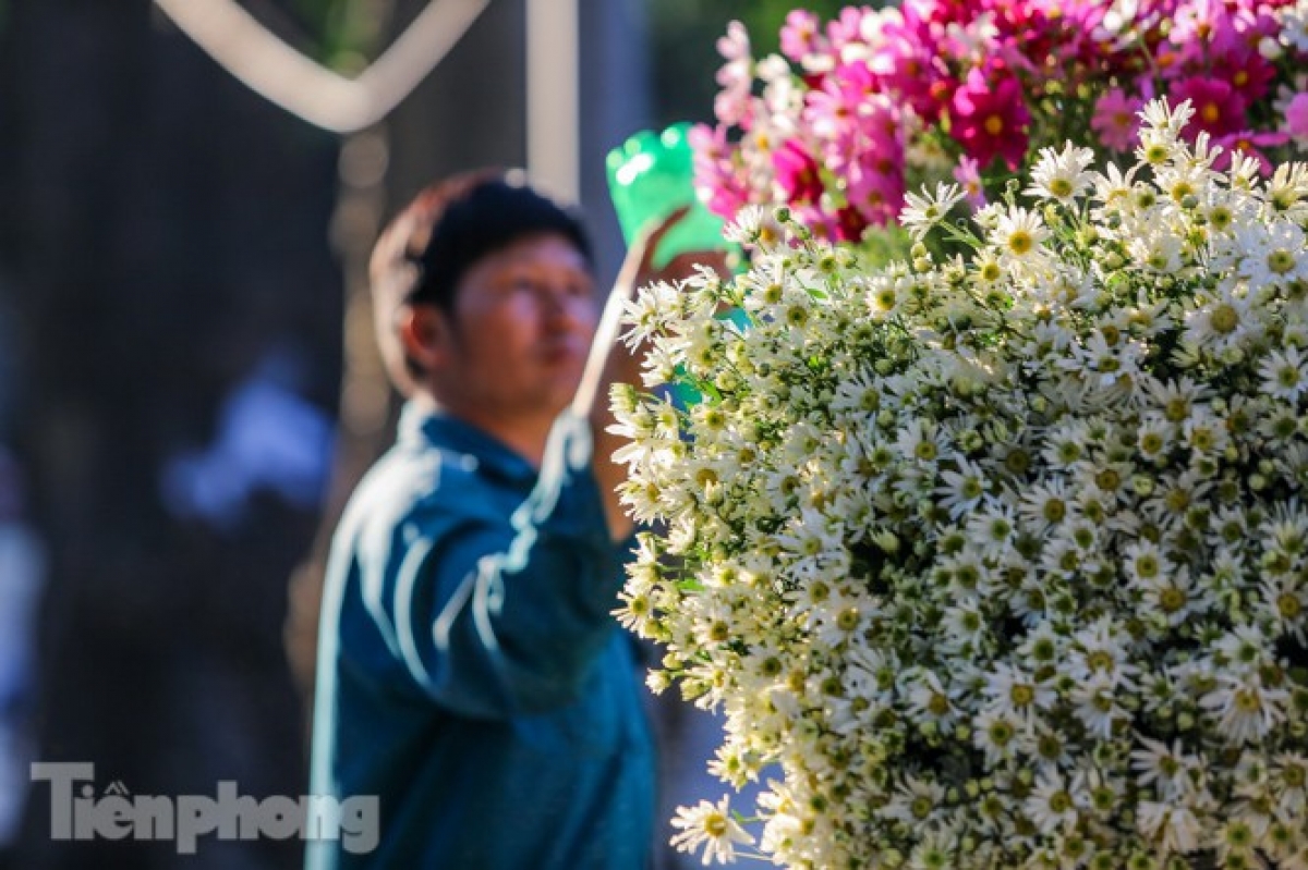 Locals enjoy the sight of the charming white petals of the Cuc hoa mi, or ox-eye daisies.