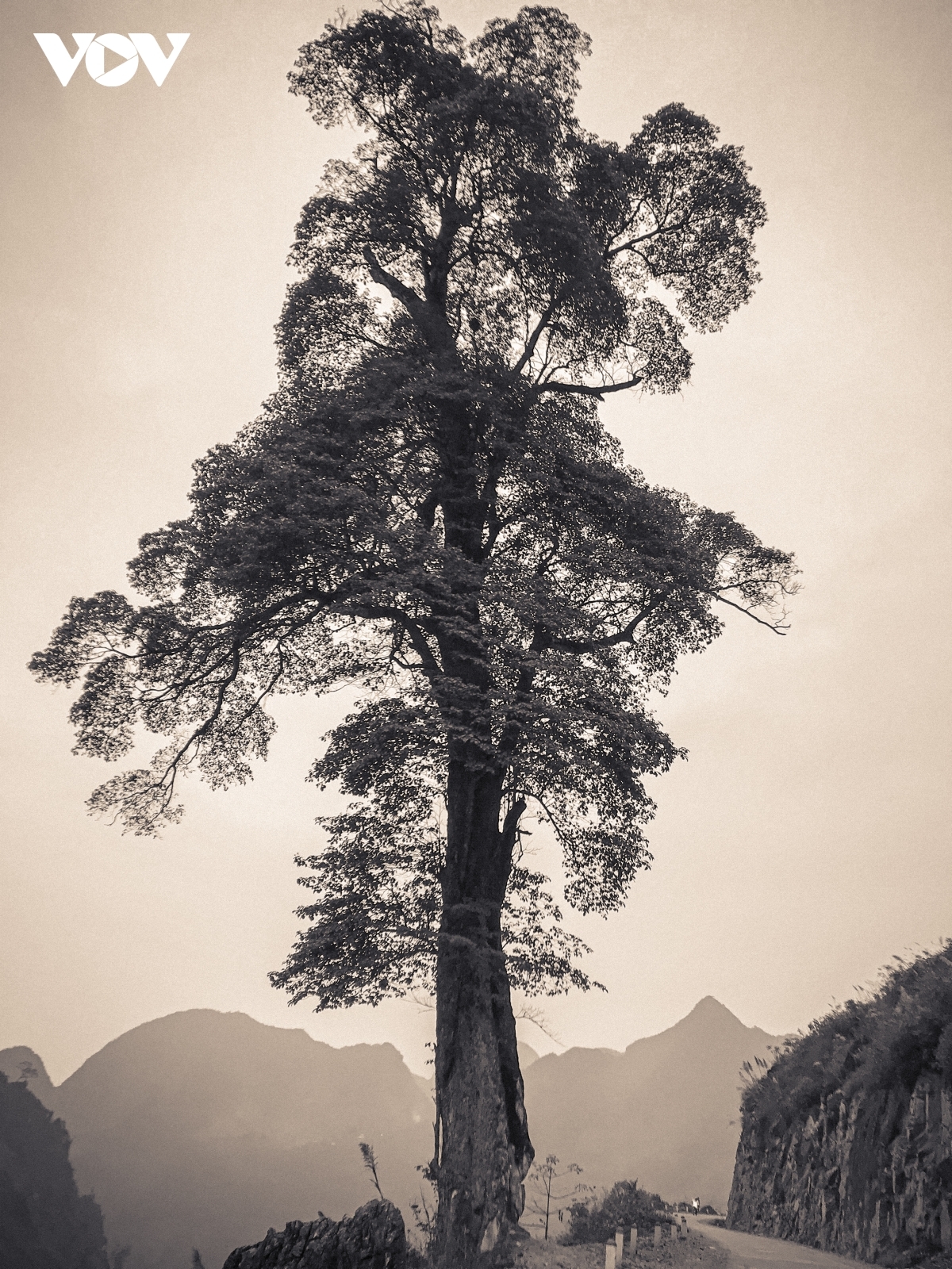 An old giant tree, found in Can Ty commune of Quan Ba district, attracts plenty of visiting photographers.