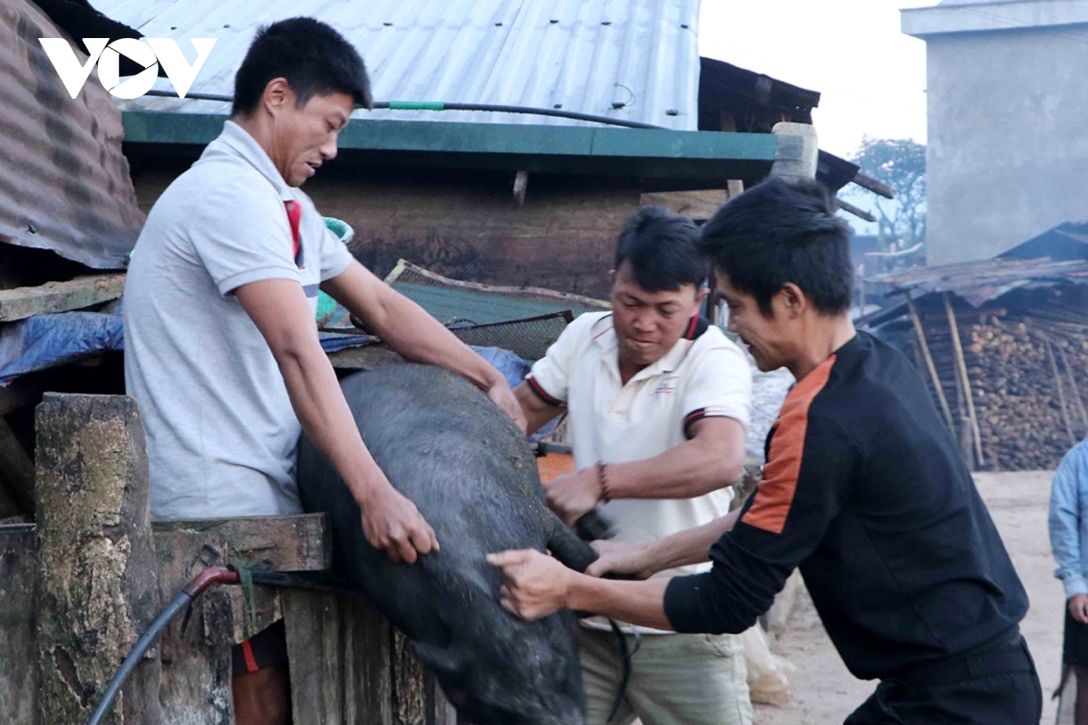 Ha Nhi people often slaughter pigs to celebrate Tet, considering this as the result of breeding in the year.