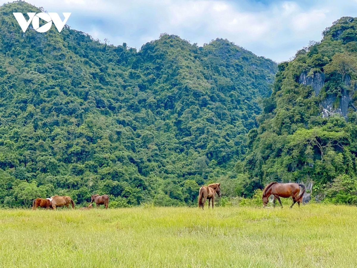 The meadow features enough land to allow horses to freely graze.