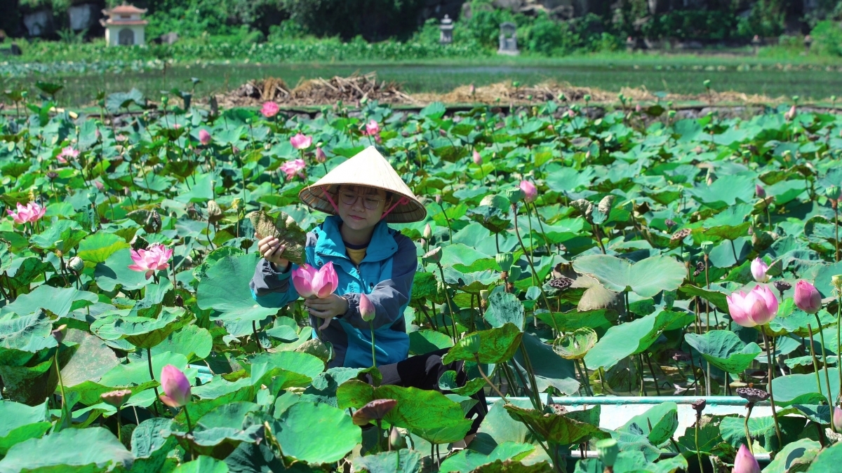 Many beautiful images showcasing a lotus pond close to Mua cave in Ninh Binh province have been widely shared on social media. Indeed, many viewers note their surprise at seeing the lotuses start to blossom in early winter as opposed to during the summer.