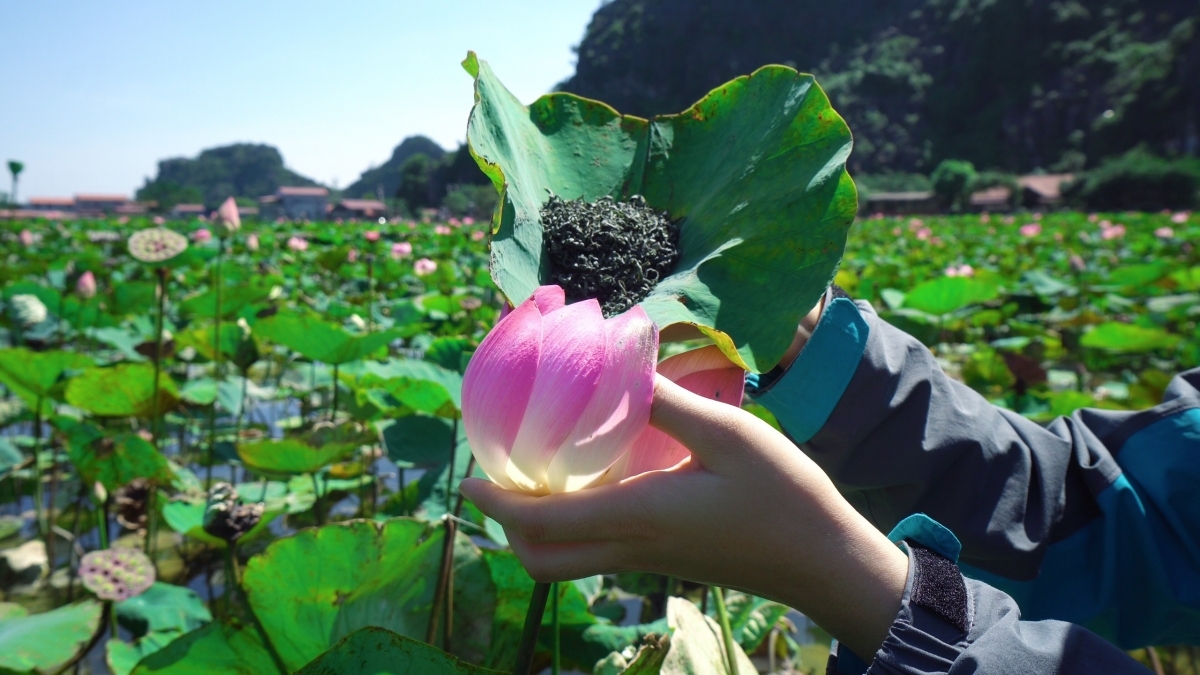 Visitors this year are offered the chance to discover a wide range of lotus cuisine.