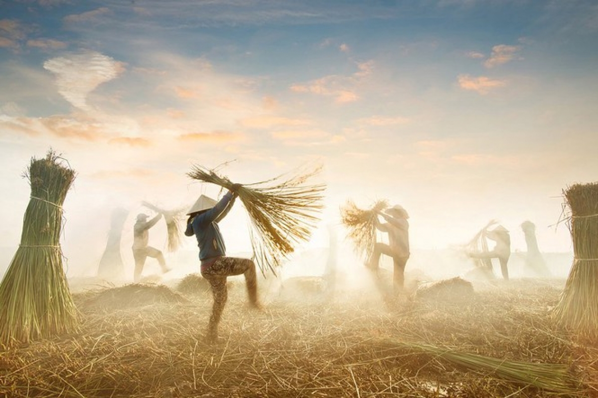 A photo titled 'Sedge Harvest' by local photographer @hoacarol depicts farmers as they harvest the sedge which they will later use in order to weave mats.