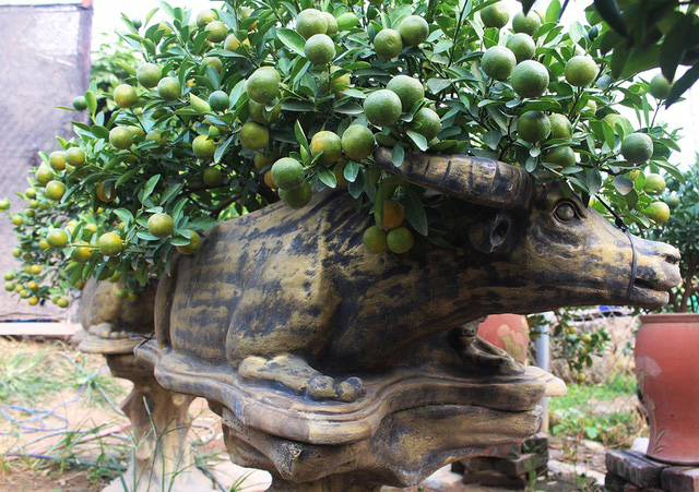 Trâu vàng “cõng” quất bonsai hút khách sành chơi, giá chục triệu đồng - Ảnh 1.
