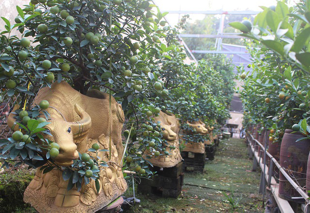 Trâu vàng “cõng” quất bonsai hút khách sành chơi, giá chục triệu đồng - Ảnh 3.