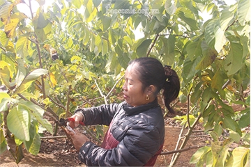 Mang na Thái, Đài Loan về trồng trở thành "tỷ phú na" vùng núi Tây Bắc