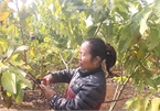 Mang na Thái, Đài Loan về trồng trở thành "tỷ phú na" vùng núi Tây Bắc