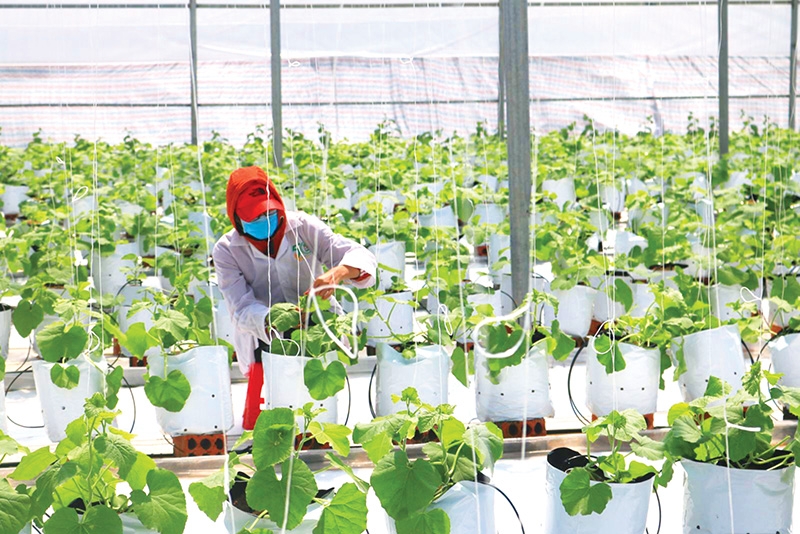 evfta helps advance domestic agriculture