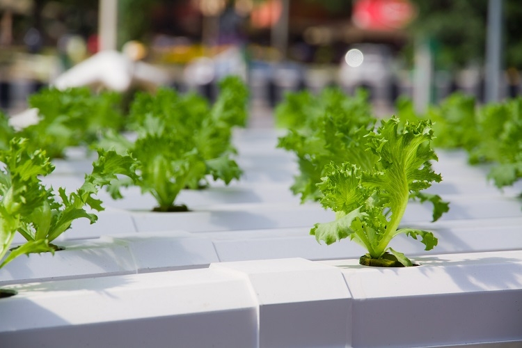 1492p14 agribusinesses rocked by twin negative impacts