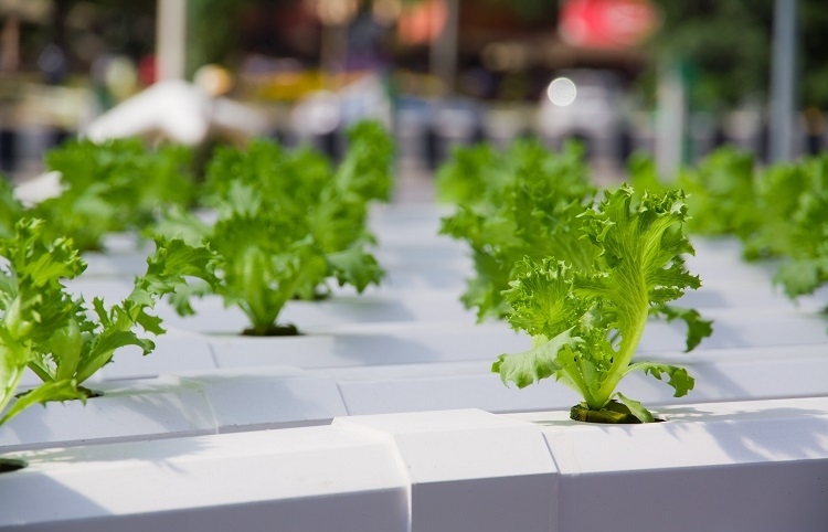 Agribusinesses rocked by twin negative impacts