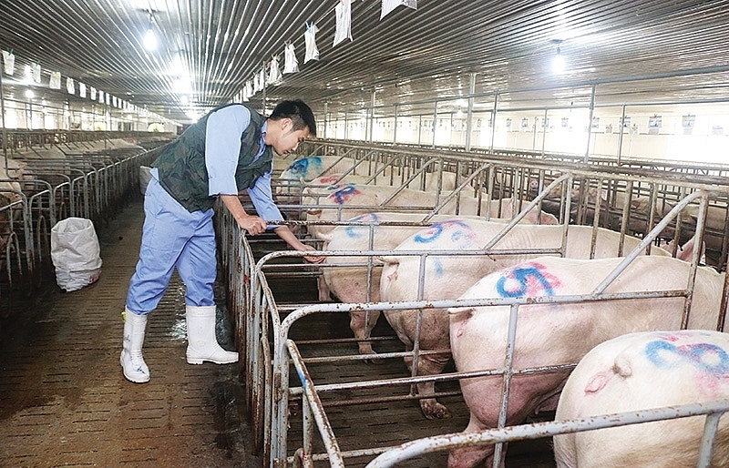 Farms under threat as ASF fails to ease