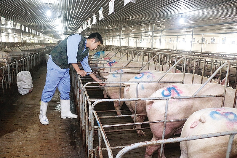 farms under threat as asf fails to ease