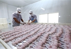 Vietnam's seafood exporters setting up basis for EVFTA boons