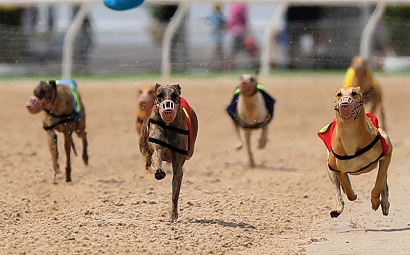 1498p11 proposal steers sports betting to starting line