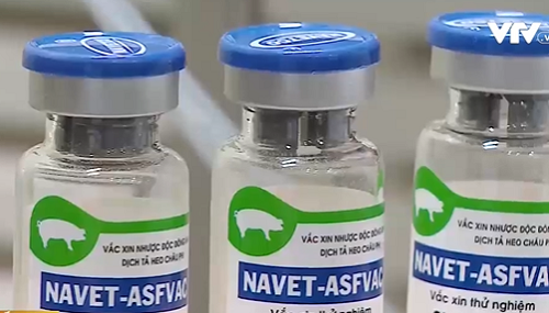 vietnam to become first country to produce vaccine for asf