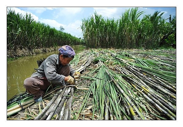 new fit hike paves way for investment in biomass electricity