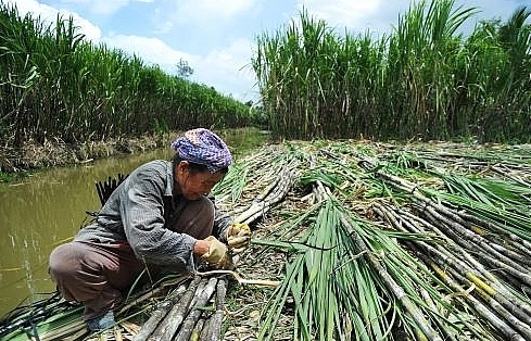 New FiT hike paves way for investment in biomass electricity