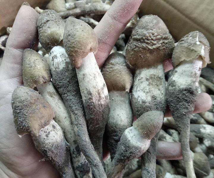 Nấm mối khan hàng, khách chi tiền triệu cũng khó mua