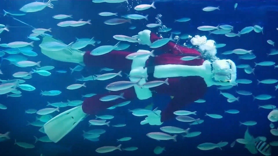 Ông già Noel bơi lội trong thủy cung ở Nhật Bản