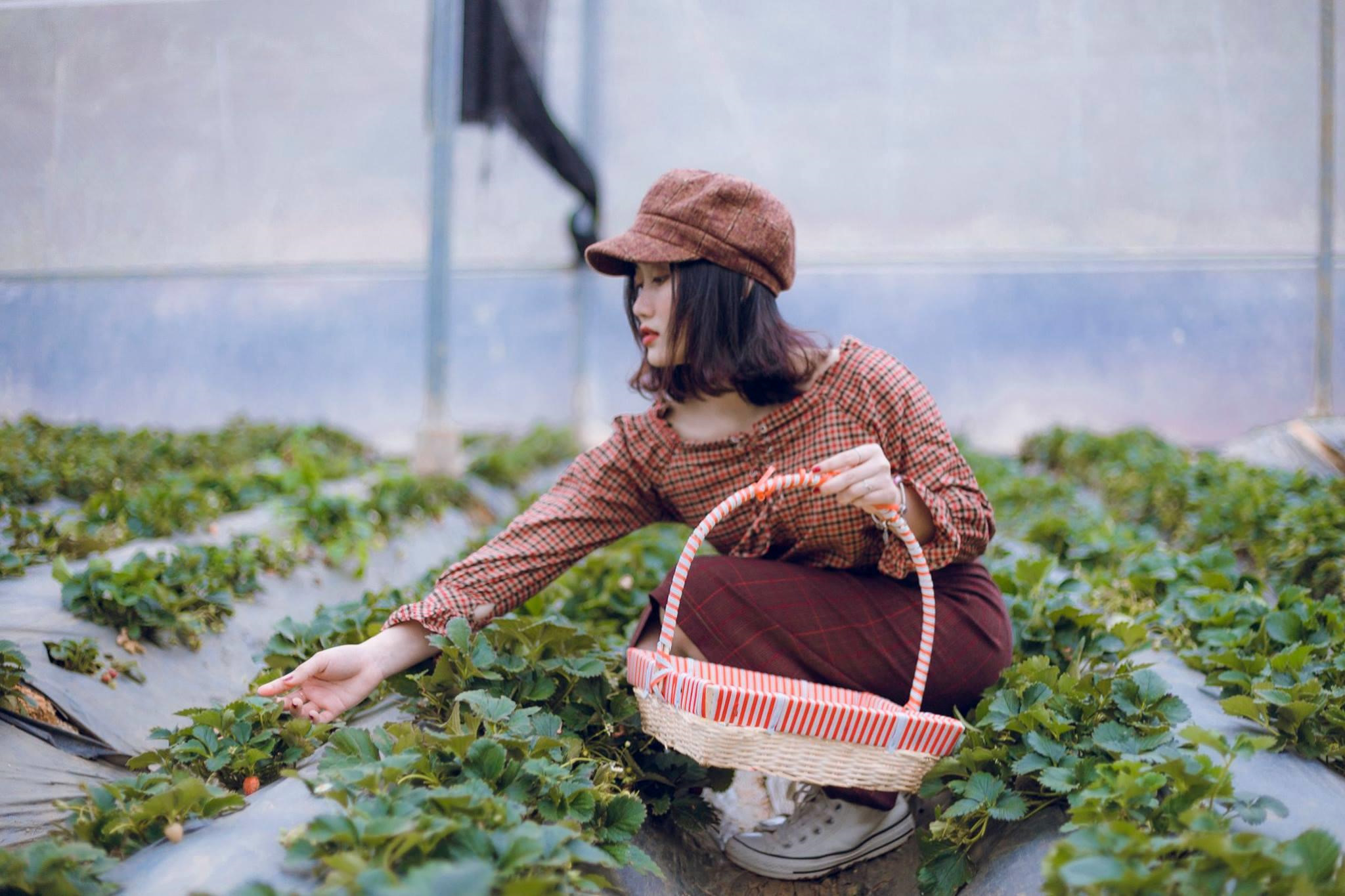 Goi y cach check-in hoa nang tho cho phai nu o vuon dau Moc Chau hinh anh 8