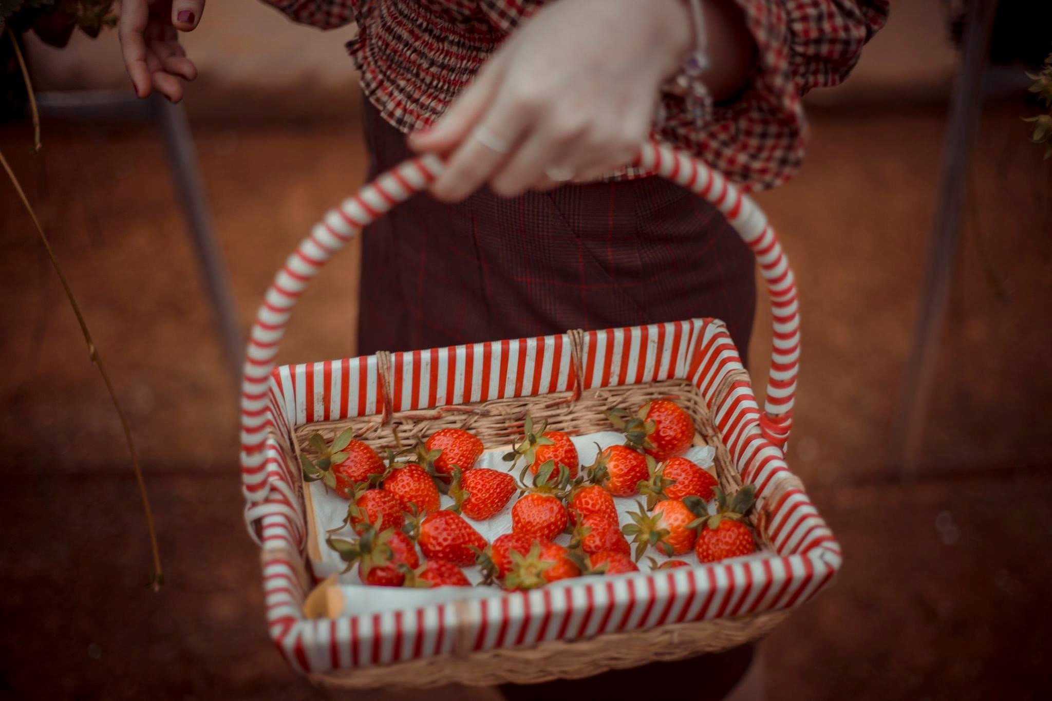 Goi y cach check-in hoa nang tho cho phai nu o vuon dau Moc Chau hinh anh 14