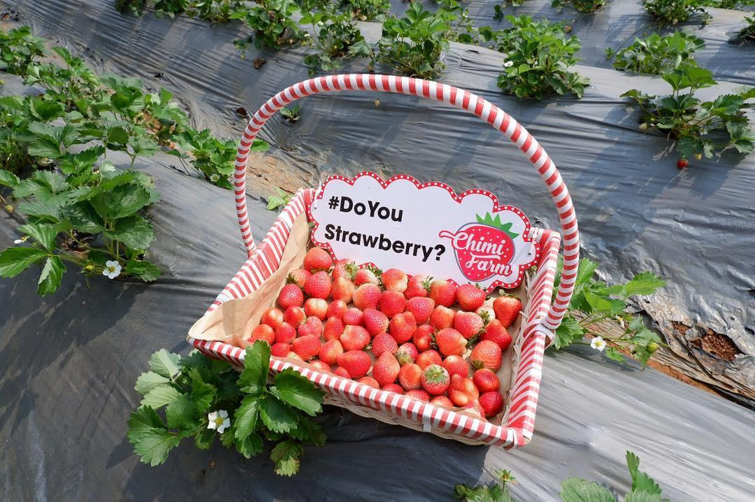 Goi y cach check-in hoa nang tho cho phai nu o vuon dau Moc Chau hinh anh 15