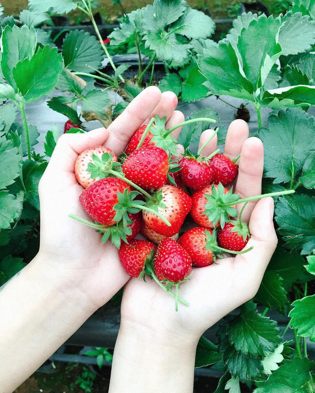 Goi y cach check-in hoa nang tho cho phai nu o vuon dau Moc Chau hinh anh 16