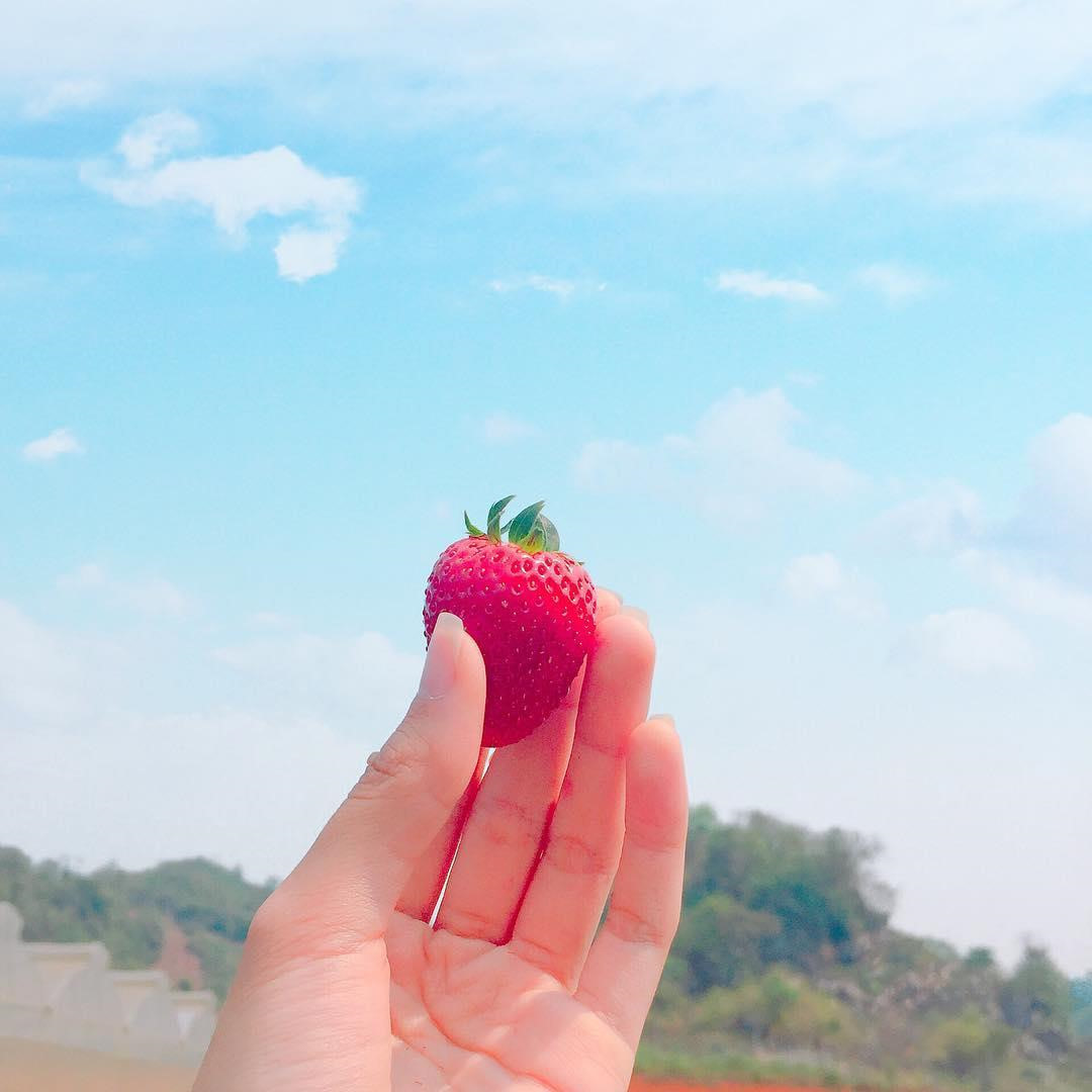 Goi y cach check-in hoa nang tho cho phai nu o vuon dau Moc Chau hinh anh 17