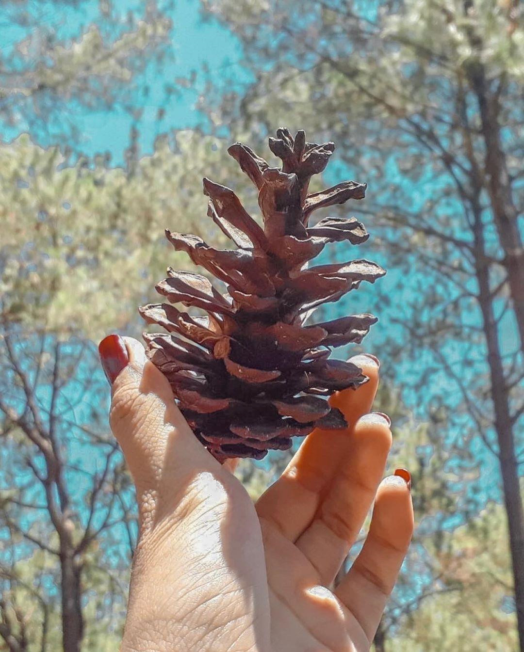 Goi y cach check-in hoa nang tho cho phai nu o vuon dau Moc Chau hinh anh 23