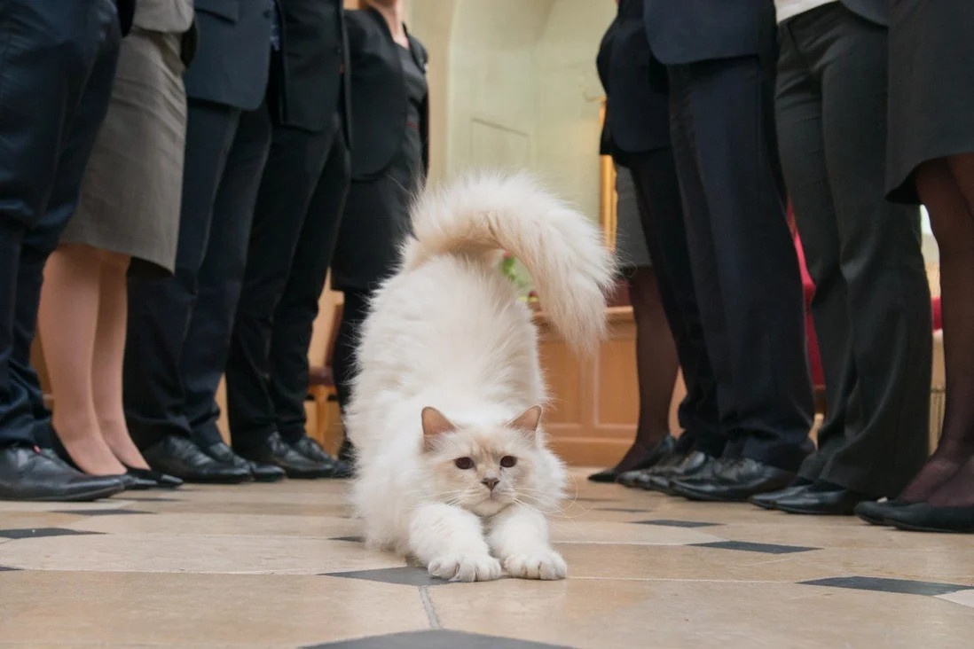 khach san dung cho meo hut khach anh 1