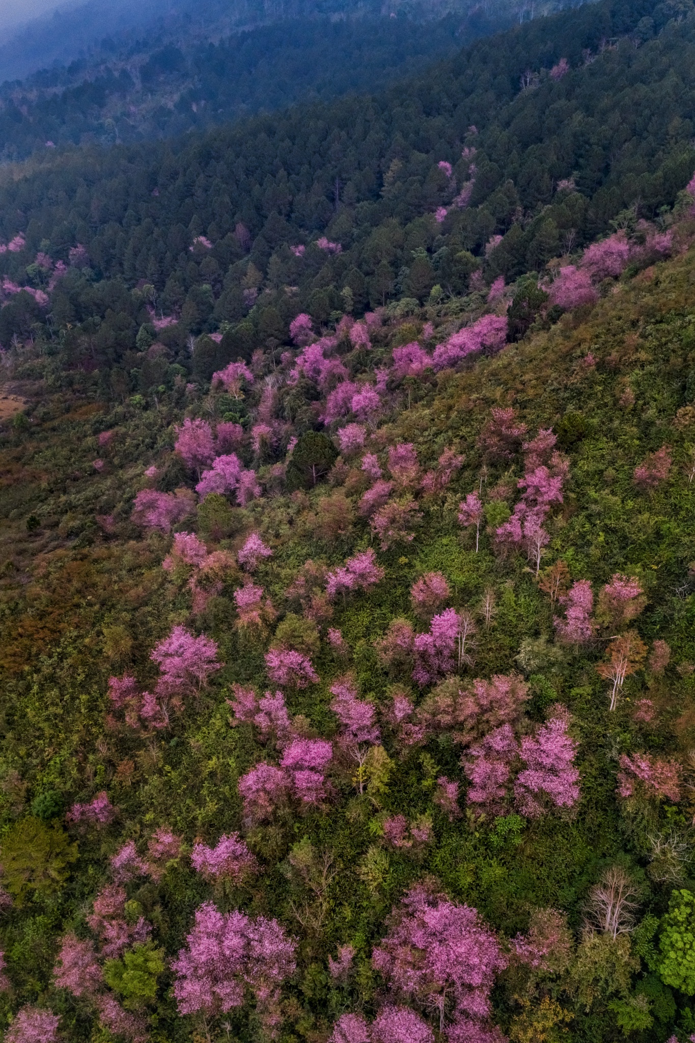 Mai anh dao Da Lat no ro don nam moi hinh anh 4 mai_anh_dao_zing_3_.JPG