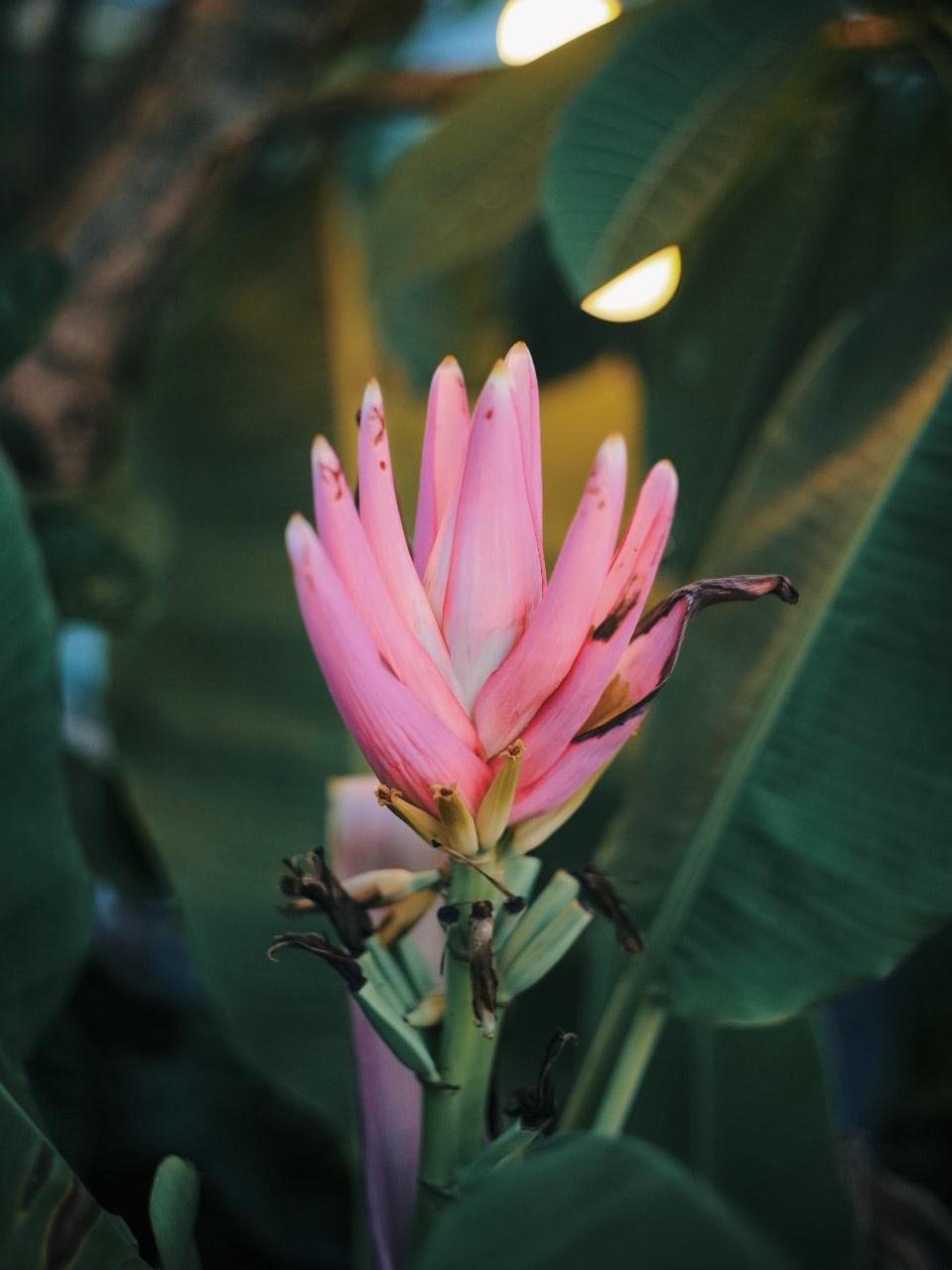 Ho sen trong can penthouse cua a khoi DH Kinh te Quoc dan anh 5