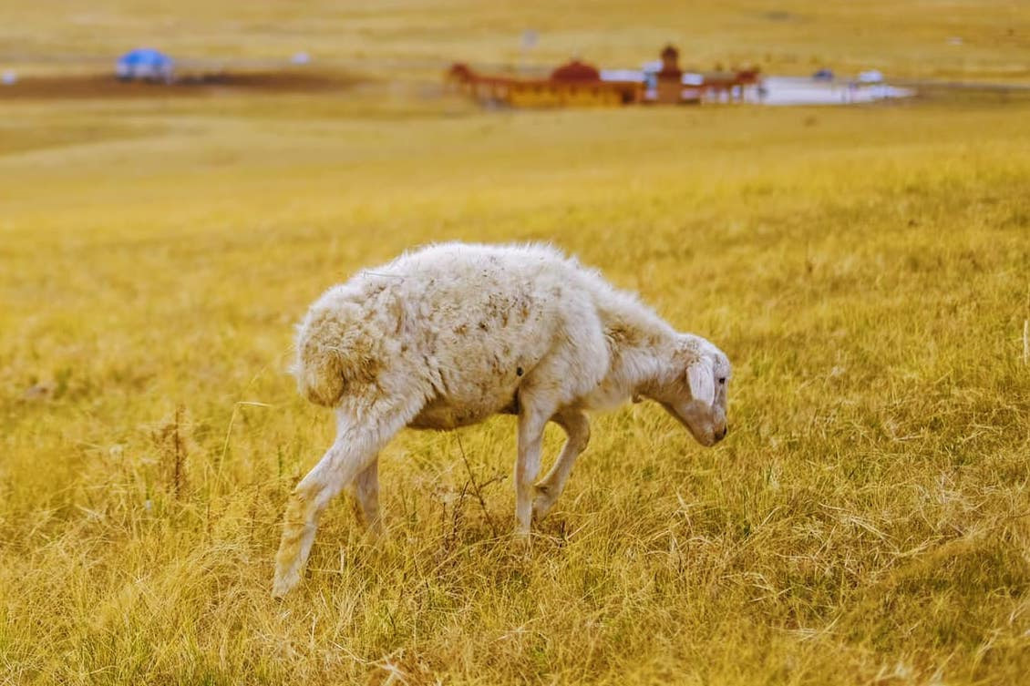 Tim mien dat troi trung ngo, ngam thu vang ngut mat binh nguyen hinh anh 19