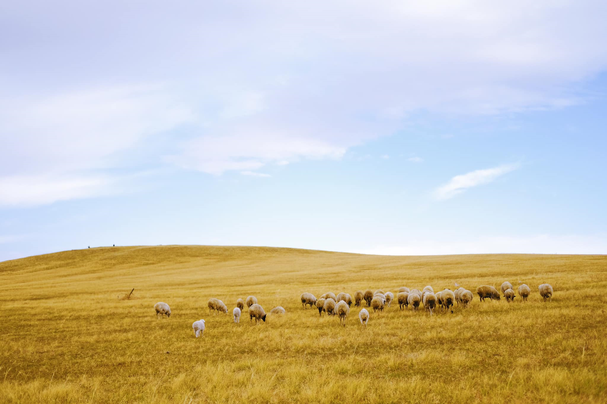 Tim mien dat troi trung ngo, ngam thu vang ngut mat binh nguyen hinh anh 1