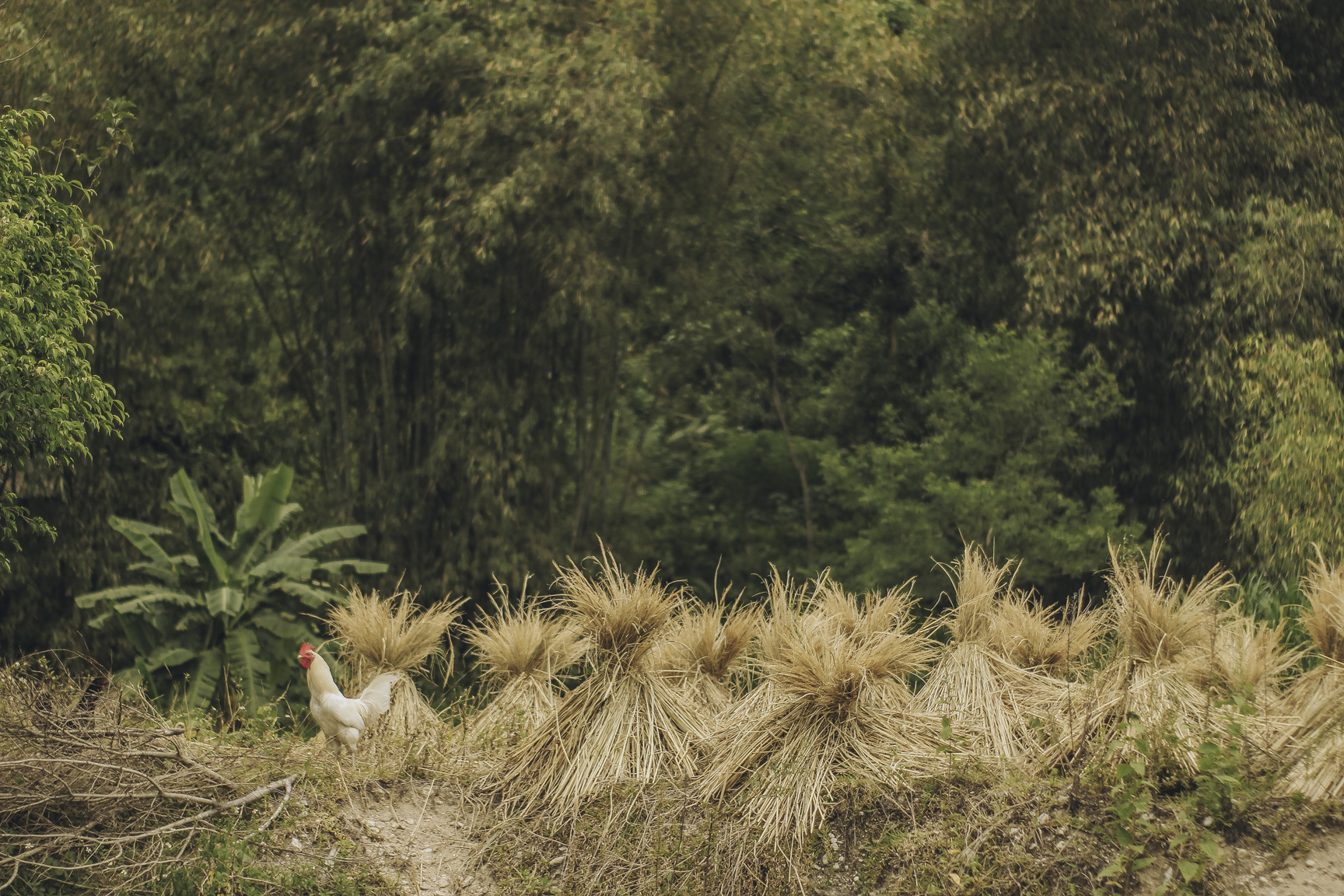 Di qua thuong nho mua vang Ha Giang hinh anh 5