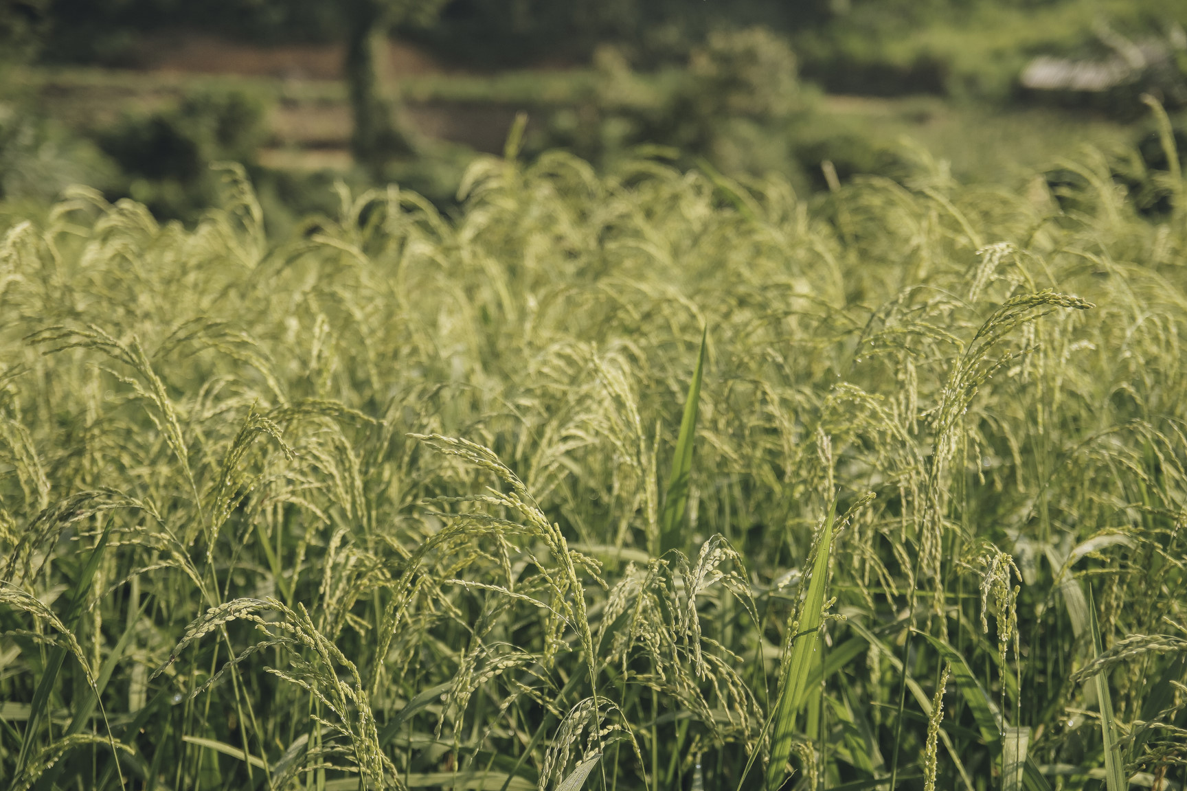 Di qua thuong nho mua vang Ha Giang hinh anh 6