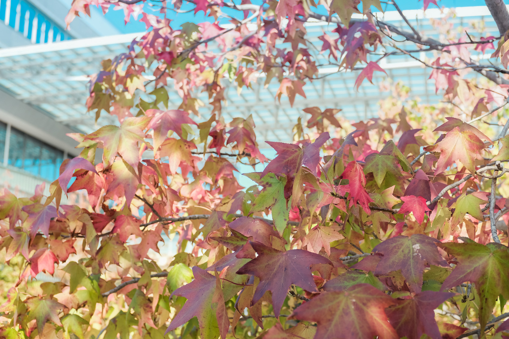 Nhat Ban dep mo mang thoi khac chuyen mua sang thu hinh anh 14