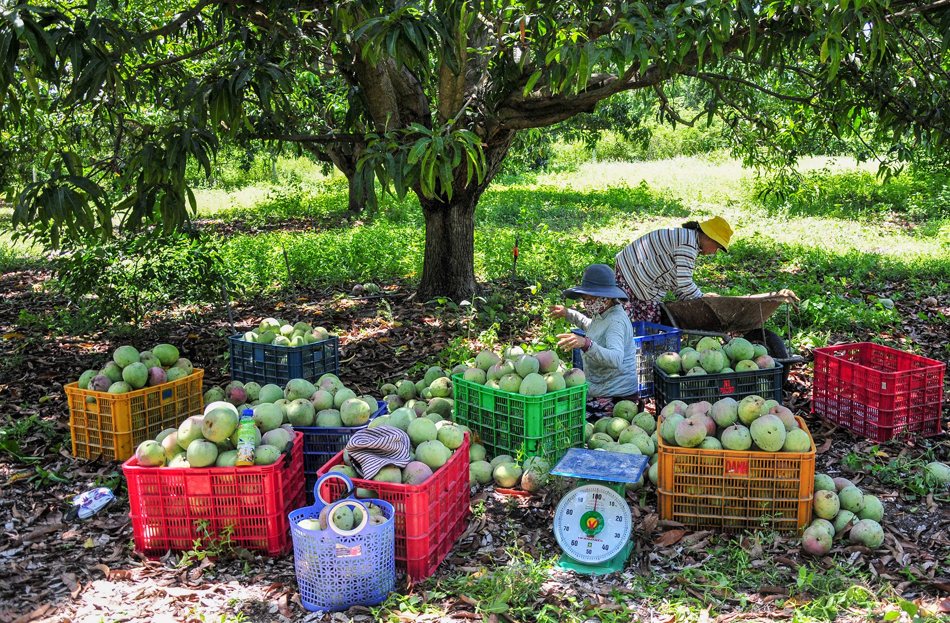 Xoai mat gia, chi rung day goc o Khanh Hoa anh 1