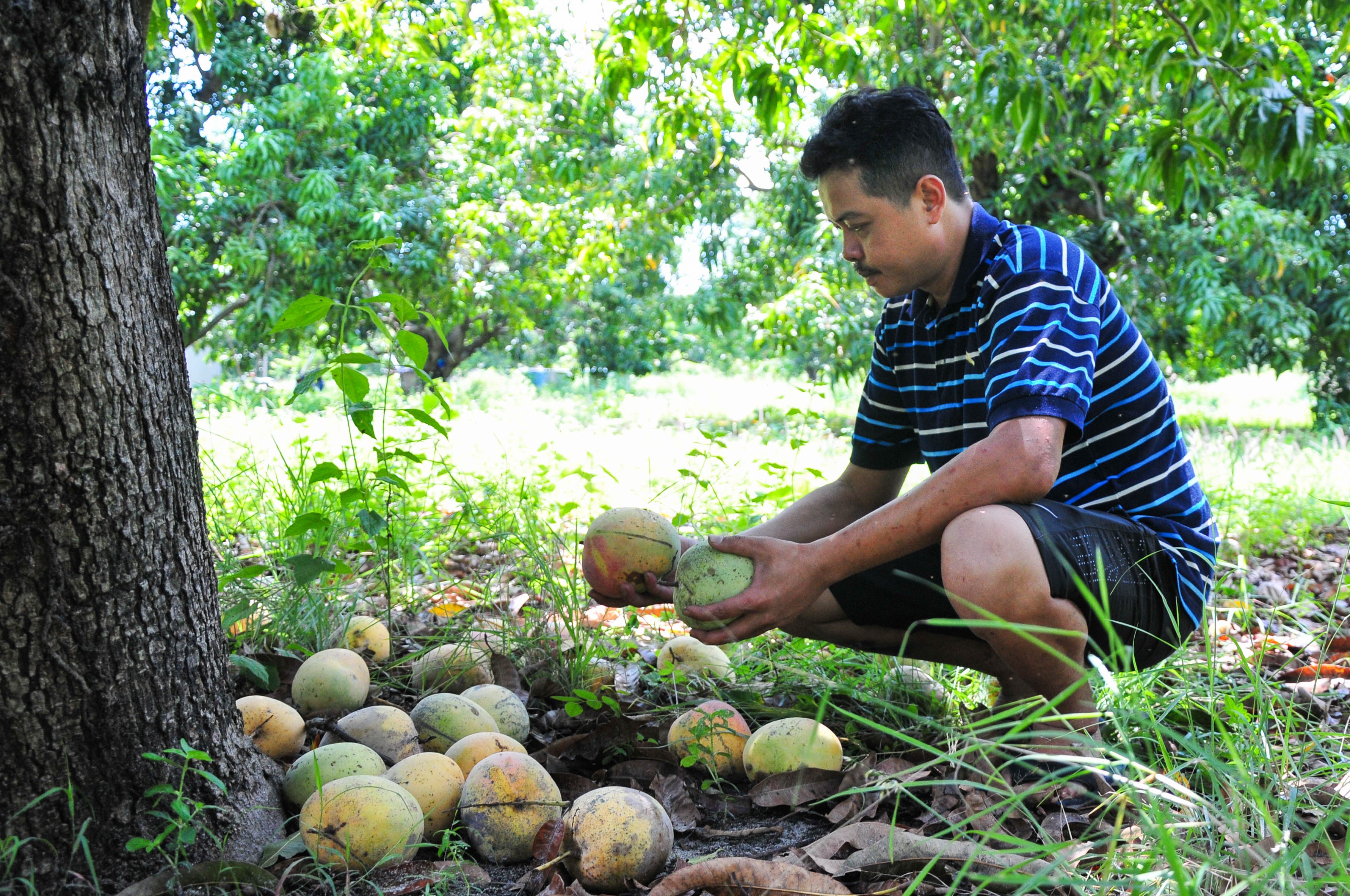 Xoai mat gia, chi rung day goc o Khanh Hoa anh 4