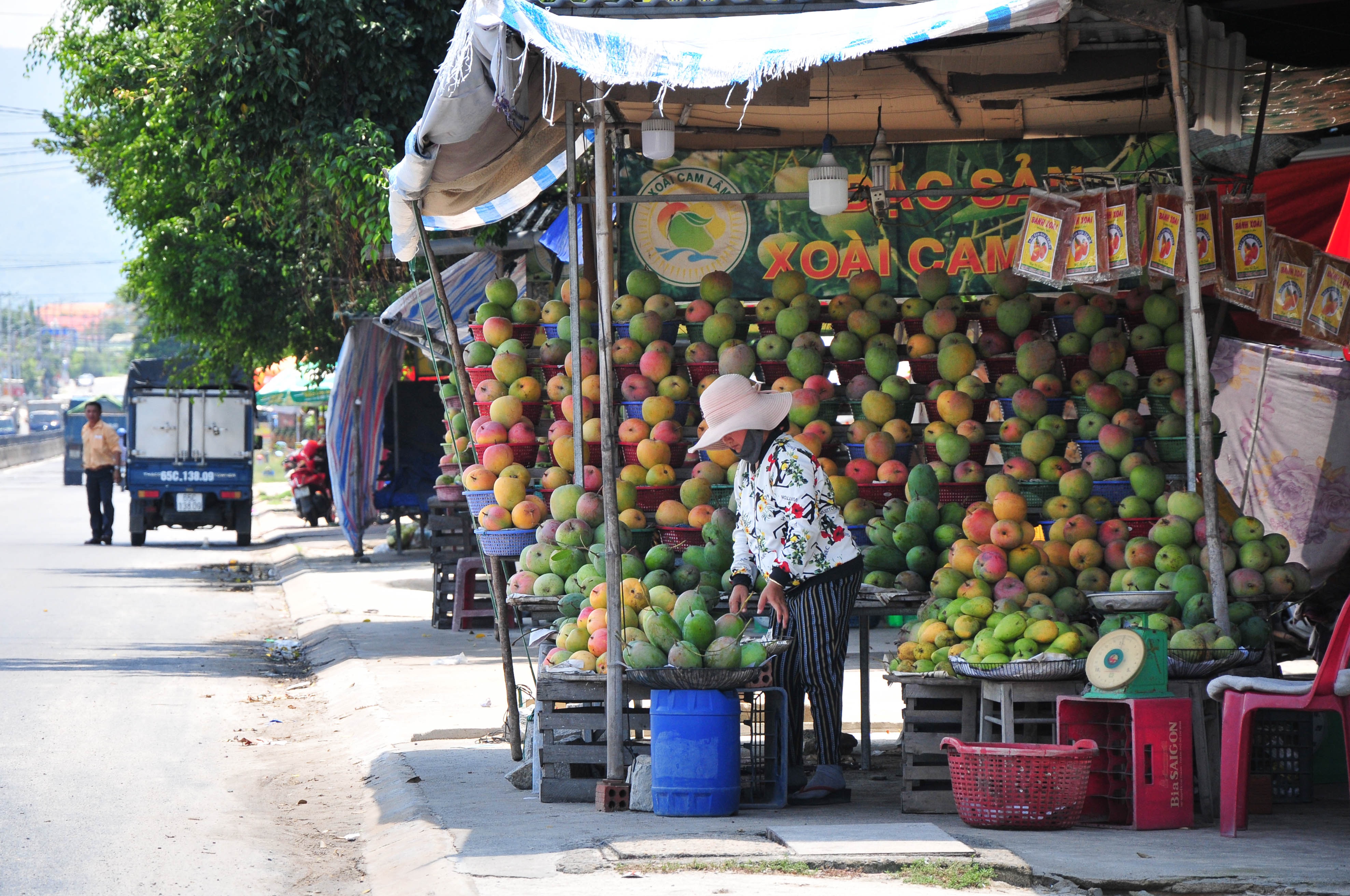 Xoai mat gia, chi rung day goc o Khanh Hoa anh 9
