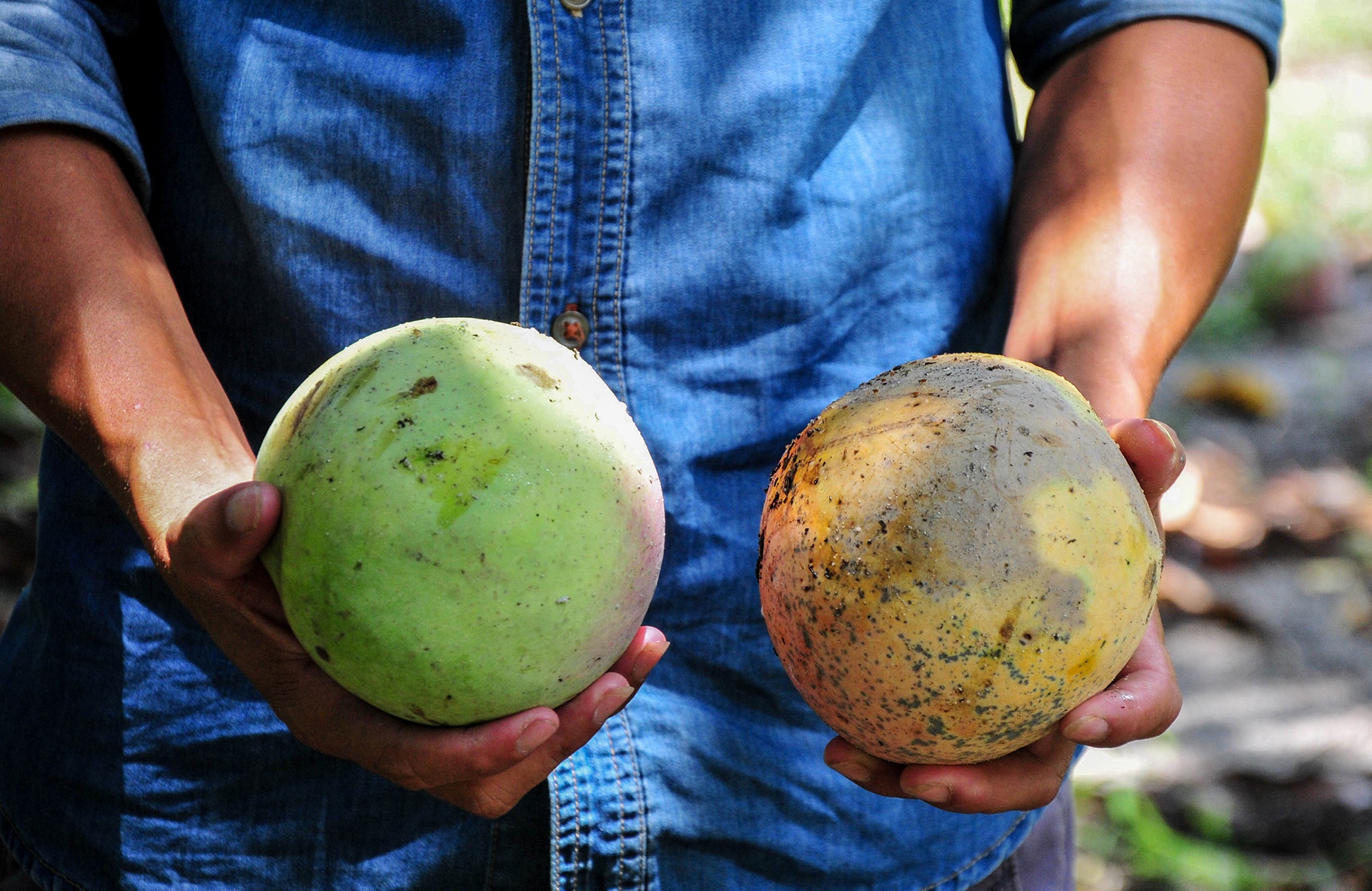 Xoai mat gia, chi rung day goc o Khanh Hoa anh 5