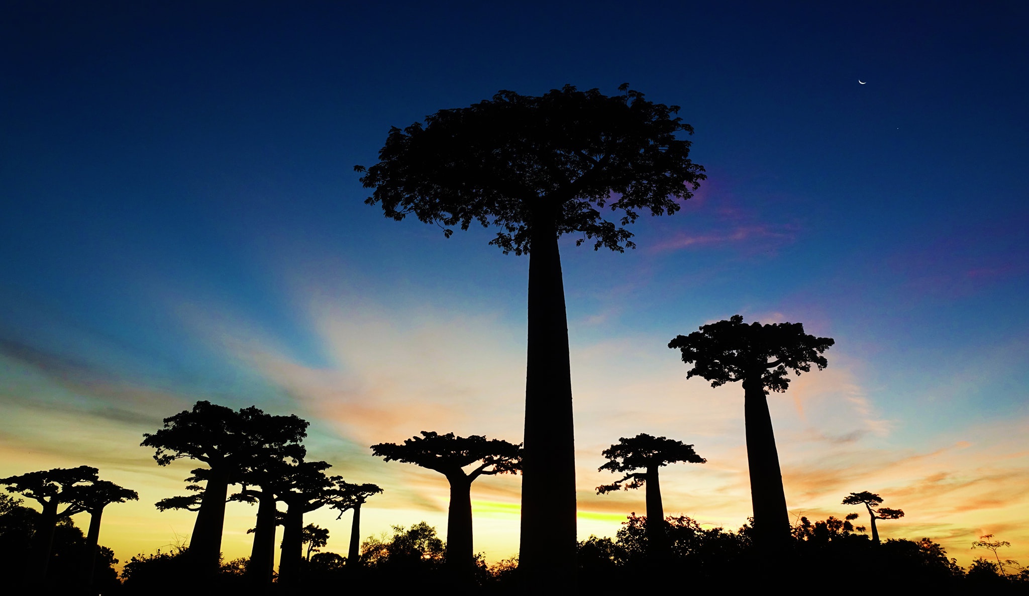 Dai lo cay moc nguoc 3.000 nam tuoi tua canh dep o hanh tinh khac hinh anh 16 10.jpg