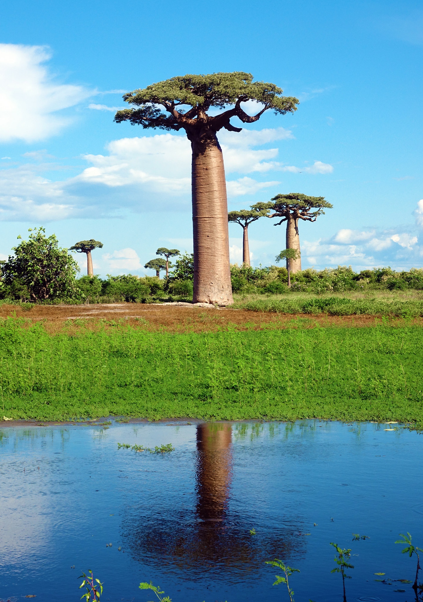 Dai lo cay moc nguoc 3.000 nam tuoi tua canh dep o hanh tinh khac hinh anh 5 11.jpg