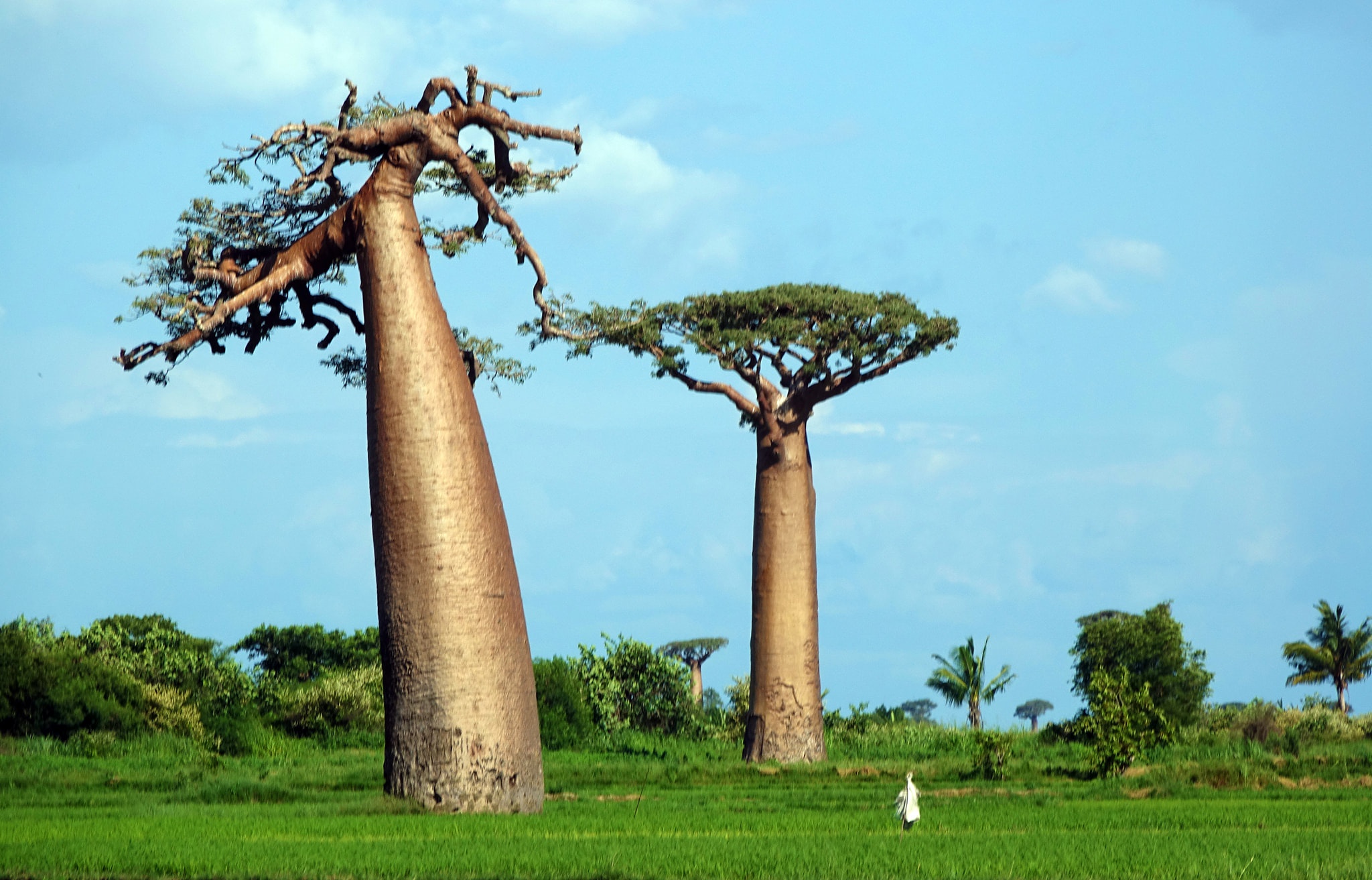 Dai lo cay moc nguoc 3.000 nam tuoi tua canh dep o hanh tinh khac hinh anh 14 14.jpg