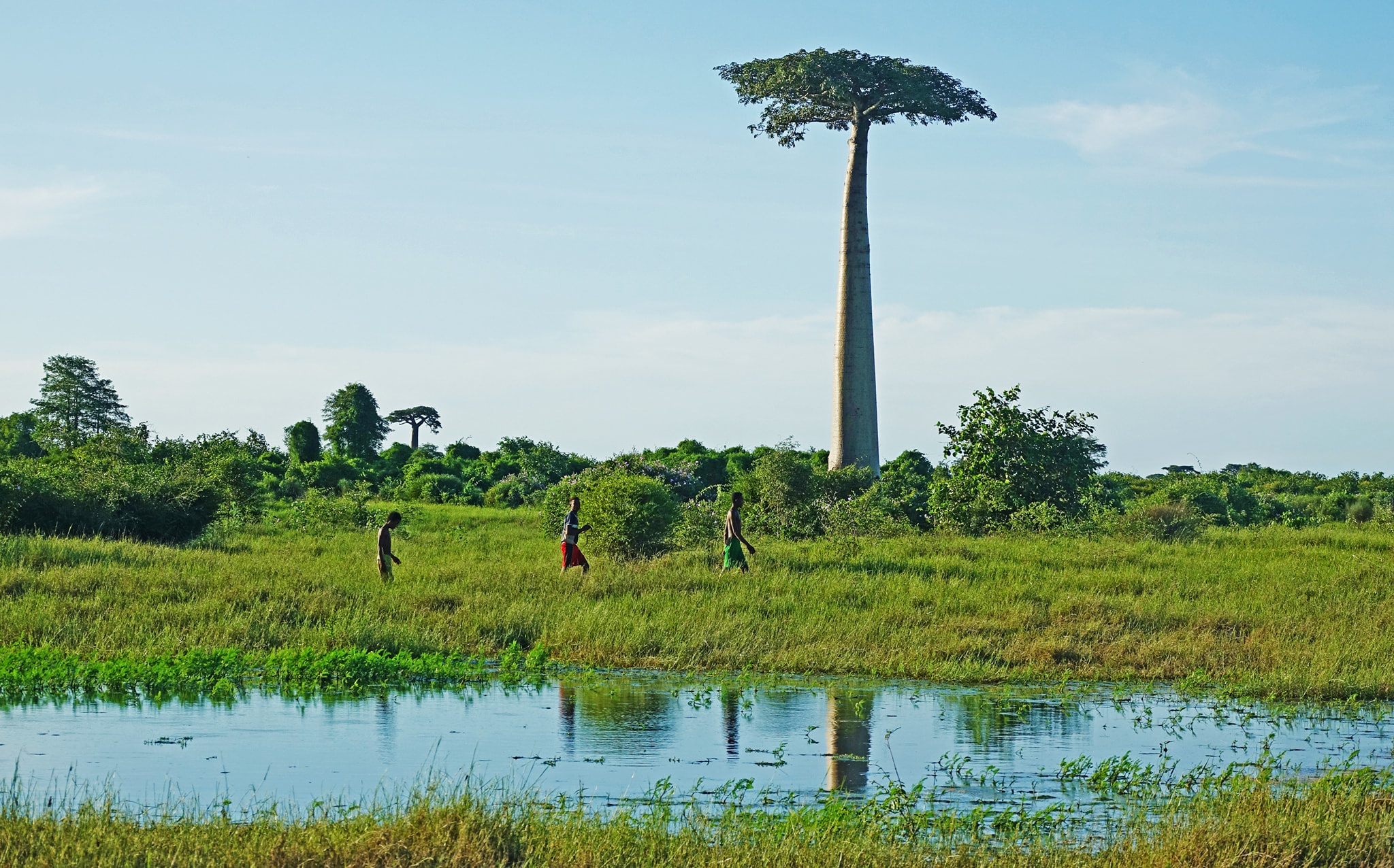 Dai lo cay moc nguoc 3.000 nam tuoi tua canh dep o hanh tinh khac hinh anh 20 15.jpg
