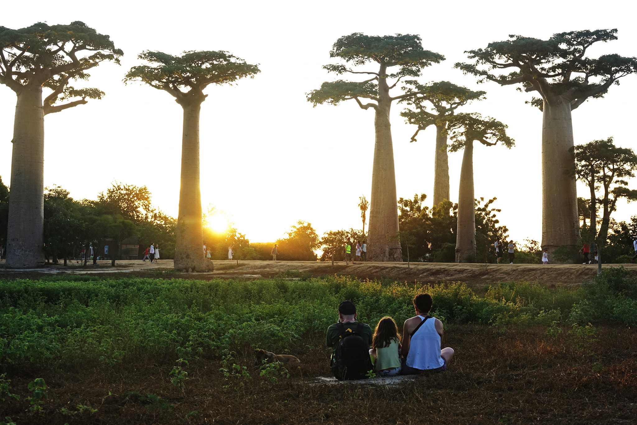 Dai lo cay moc nguoc 3.000 nam tuoi tua canh dep o hanh tinh khac hinh anh 10 21.jpg