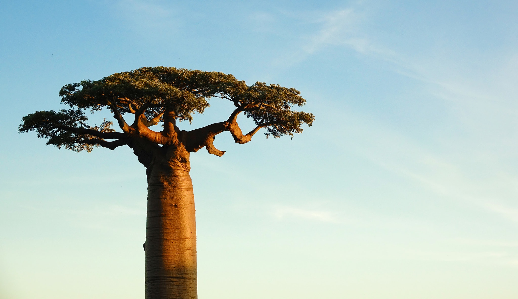 Dai lo cay moc nguoc 3.000 nam tuoi tua canh dep o hanh tinh khac hinh anh 13 9.jpg